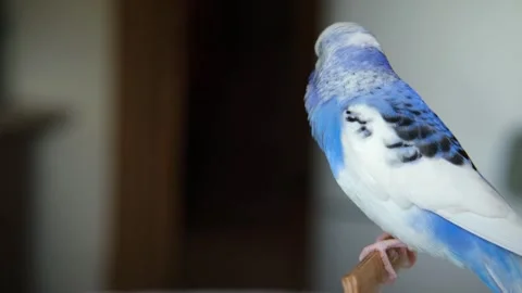 Blue white budgie perched on armrest, quiet indoor portrait of tame parakeet 動画素材 333103615