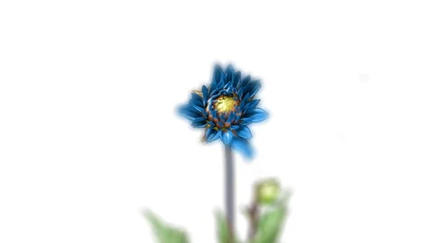 Blue White Dahlia Flower Opens in Time Lapse on a white Background. The Light Stock Footage 236392878