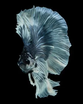 Blue White half moon Stock Photos