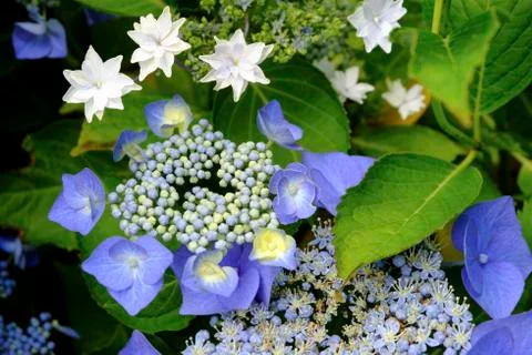 Blue White Hydrangea Stock Photos