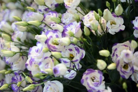 Blue white purple bunch of Eustoma Rosita Rose Stock Photos