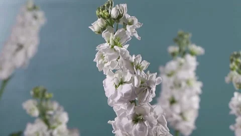 Blue White Video-centric Element Centric Video Background Stock Footage 269170250