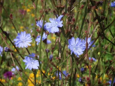 Blue wild chicory Stock Photos