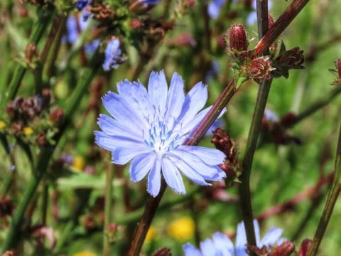 Blue wild chicory Foto stock