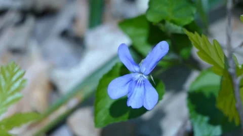Blue Wild Flower Close Up Stock Footage 50041846
