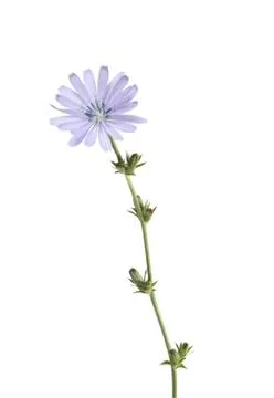 Blue wild flower Stock Photos