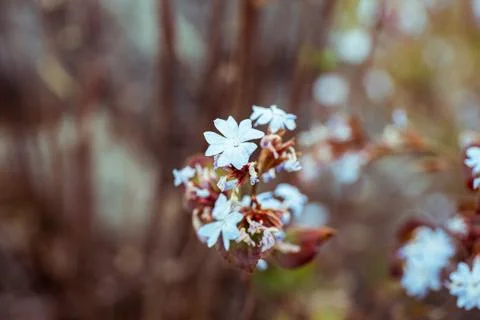 Blue wild flower Stock Photos