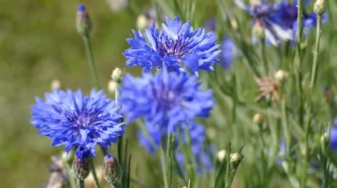 Blue Wild Flower On The Wind Stock Footage 53878149