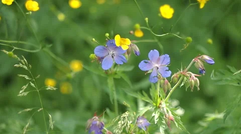 Blue wild flowers close up Vídeo Stock 51833491