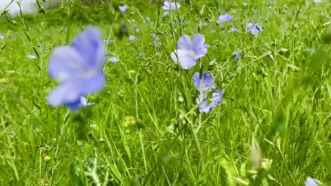 Blue wild flowers Stock Footage 137246140