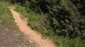 Blue wild flowers at pathway zoom in at Algarve coastline Portugal 4k or 4k+ Resolution