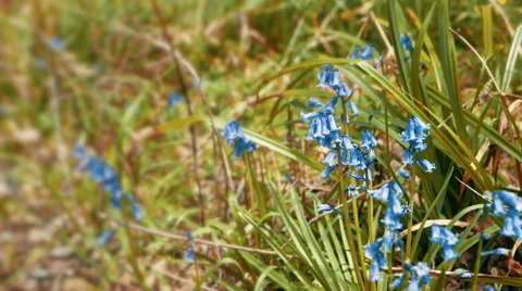 Blue Wild Flowers, Shallow Depth of Field Video stock 63779184