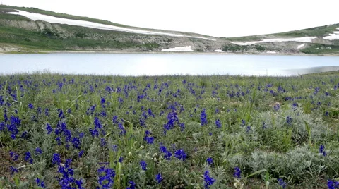 Blue wild flowers wave in foreground of high mountain lake-N8-HD P-2 Stock Footage 40071608