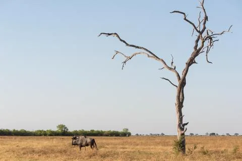 Blue wildebeast and tree Stock Photos