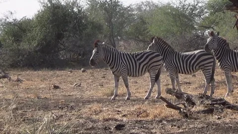 Blue wildebeest animals running passing a group of zebras in the forest Stock Footage 242169889