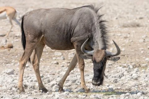 Blue Wildebeest (Brindled Gnu) Stock Photos