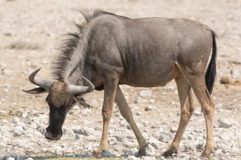 Blue Wildebeest (Brindled Gnu) Stock Photos