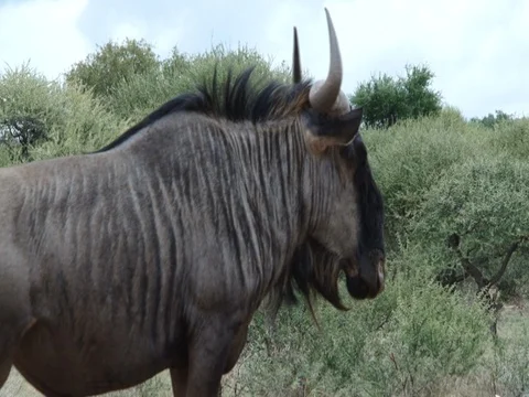 Blue Wildebeest Closeup 스톡 동영상 71758634
