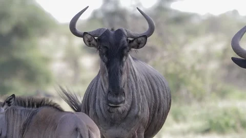 Blue wildebeest closeup front Stock Footage 298838006