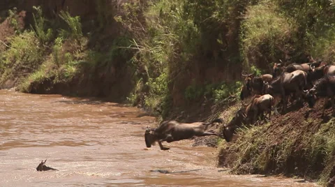Blue Wildebeest, connochaetes taurinus, Herd Crossing Mara River Stock Footage