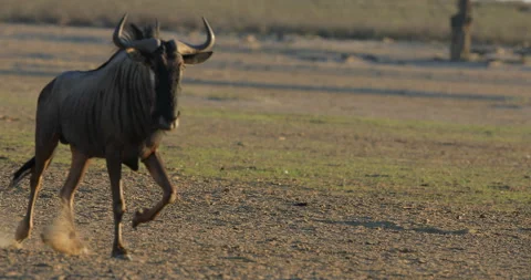 Blue wildebeest, Connochaetes taurinus, on the meadow, big animal in the nature  Stock Footage 164918921