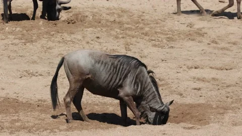 Blue wildebeest digging in a dry riverbed for water Vídeo Stock 161056048