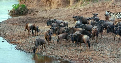 BLUE WILDEBEEST DRINKING MAASAI MARA KENYA AFRICA Video stock 80225376