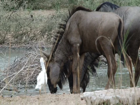 Blue Wildebeest Drinking Water 스톡 동영상 71759800