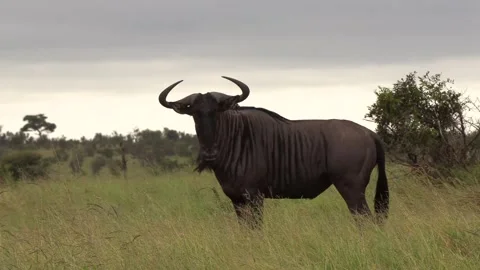 Blue Wildebeest Stock Footage 311938444