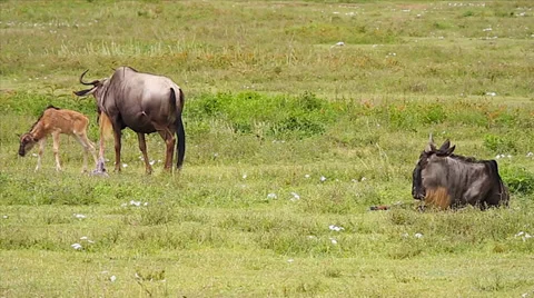 A Blue Wildebeest has given birth and eats the afterbirth in Tanzania. Stock Footage 35511416