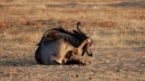 A blue wildebeest head scratch Stock Footage 340021783