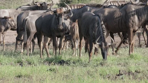 Blue wildebeest herd (1) Stock Footage 125342974