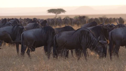 Blue Wildebeest, Masai Mara National Reserve, Kenya Stock Footage