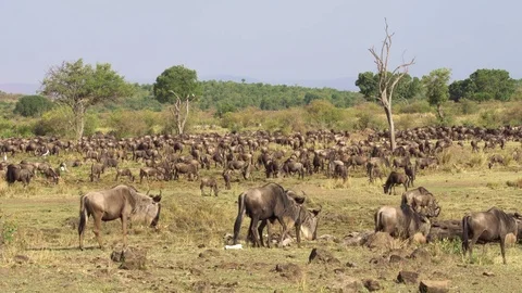 Blue Wildebeest, Masai Mara National Reserve, Kenya Stock Footage