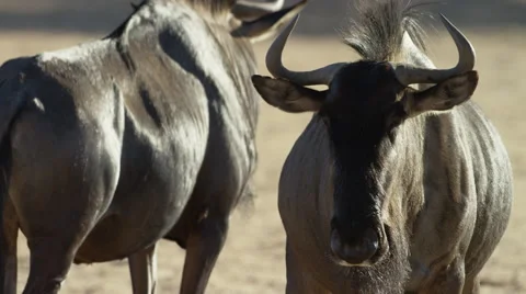 Blue Wildebeest - medium close pair, one looking toward camera. African 4K Stock Footage 54784881