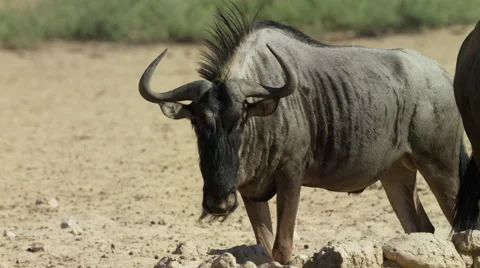 Blue Wildebeest - medium shot, looking at camera then walks away. Africa 4K Stock Footage 54695744