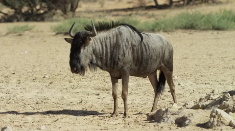 Blue Wildebeest - medium shot, standing. Africa safari 4K uhd nature animal Stock Footage 54695801