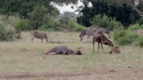 Blue wildebeest midday nap Stock Footage 298838092