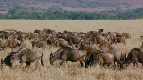 BLUE WILDEBEEST MIGRATING MAASAI MARA KENYA AFRICA Stock Footage 74880106
