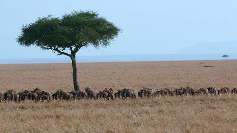BLUE WILDEBEEST MIGRATING MAASAI MARA KENYA AFRICA Stock Footage 74880108