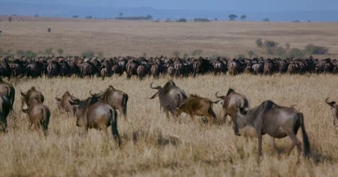 BLUE WILDEBEEST MIGRATING MAASAI MARA KENYA AFRICA Stock-Footage 74884577