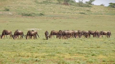 Blue Wildebeest or Gnu feeding on grass in the Serengeti, Tanzania. Stock Footage 35510948