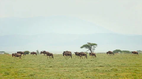 Blue Wildebeest or Gnu migration in Tanzania. Stock Footage 35511299