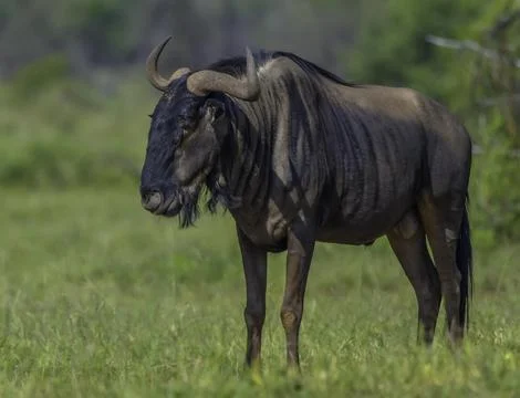 Blue Wildebeest or Gnu in Pilanesberg national park Stock Photos