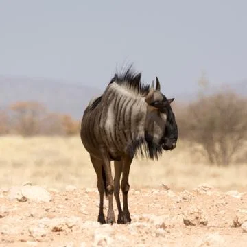 Blue Wildebeest Stock Photos