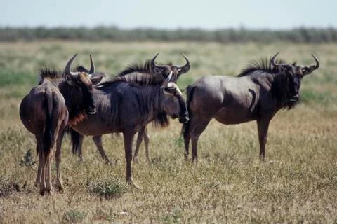 Blue Wildebeest Stock Photos