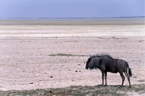 Blue wildebeest Stock Photos