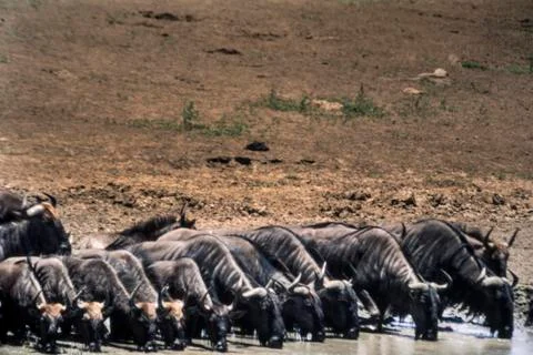 Blue Wildebeest Stock Photos