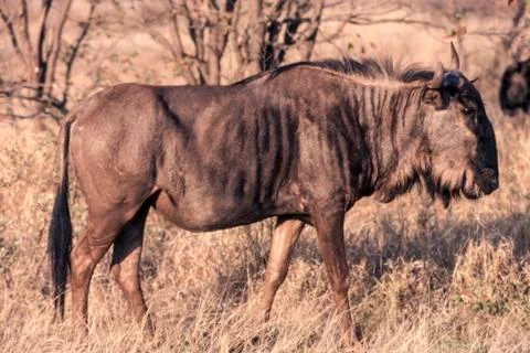Blue Wildebeest Stock Photos