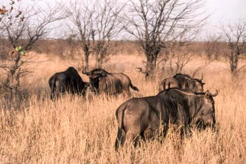 Blue wildebeest Stock Photos